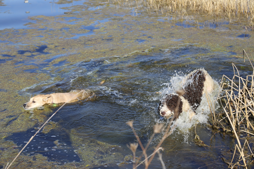 Full Size Image = 1832 K