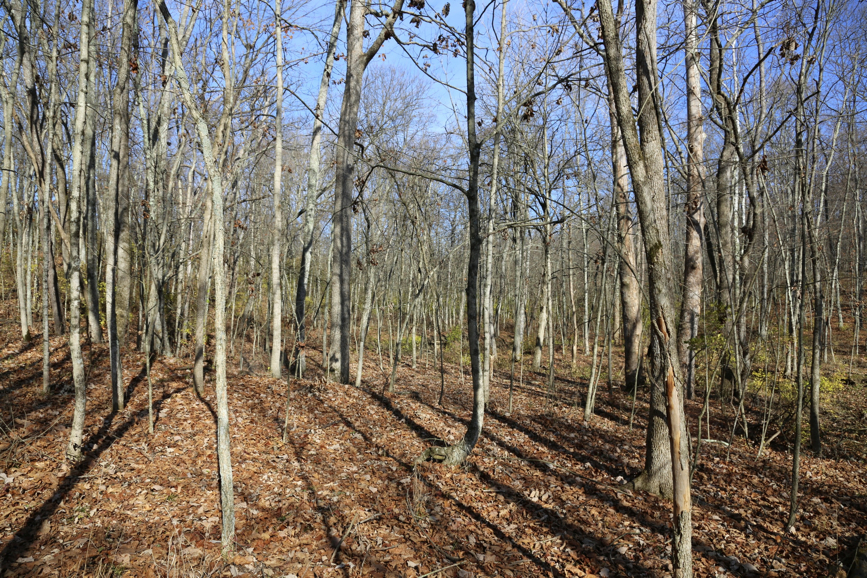 Full Size Image = 2824 K