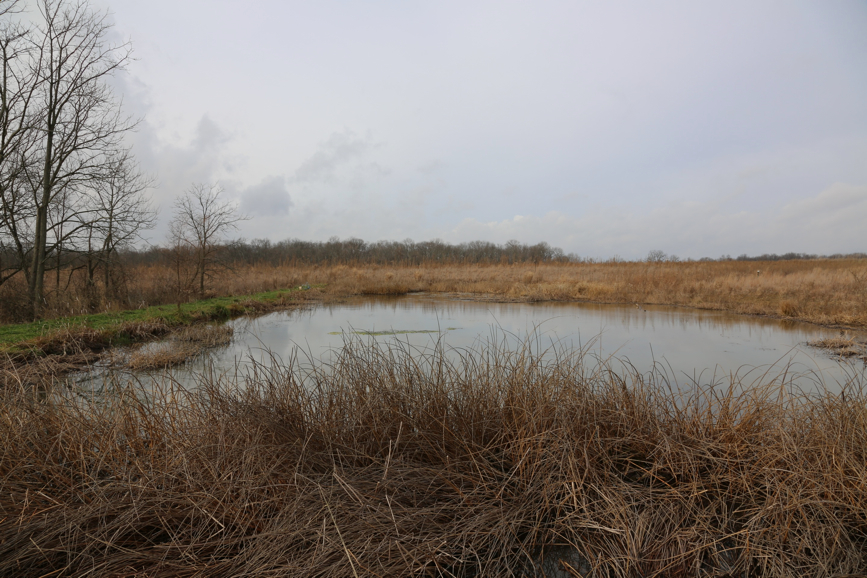 Full Size Image = 1710 K