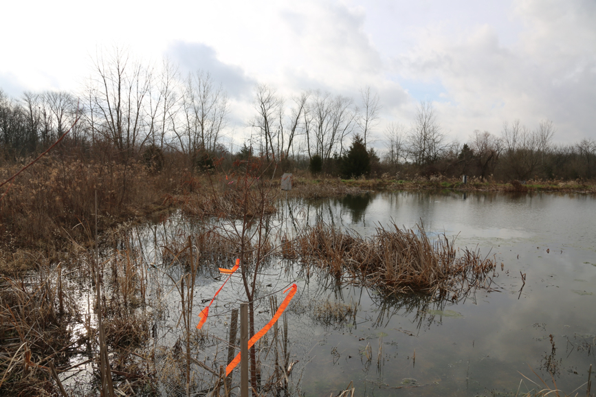 Full Size Image = 1704 K