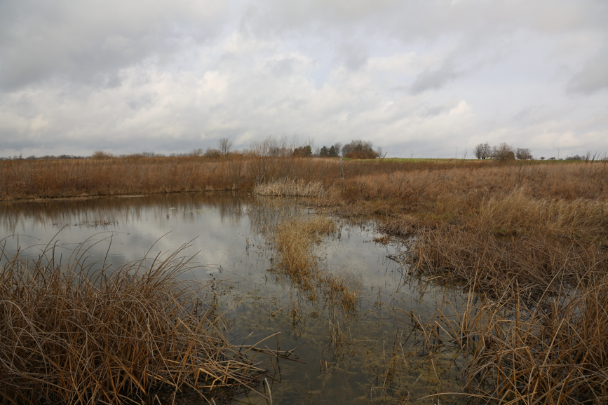 Full Size Image = 1455 K