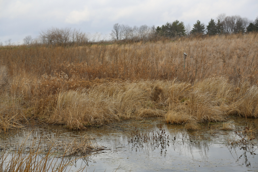 Full Size Image = 1564 K