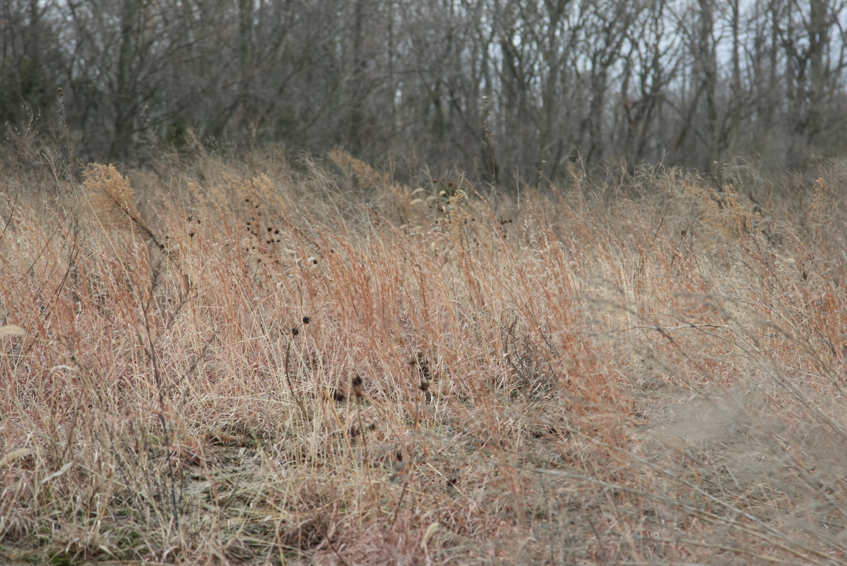 Full Size Image = 3198 K