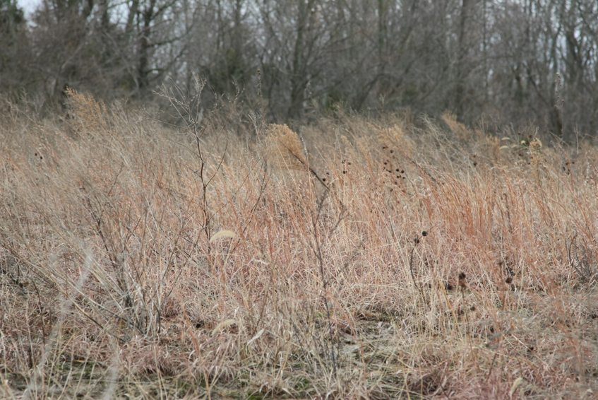 Full Size Image = 3447 K