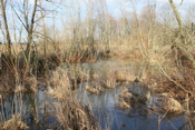 Wetland 4 Flooded