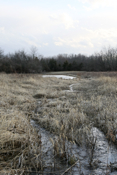 Wetland 2 Swale again