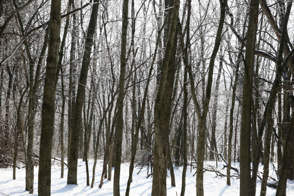 Full Size Image = 2737 K