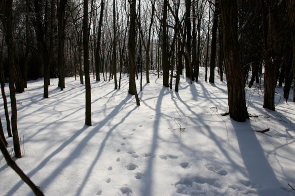 Full Size Image = 1573 K