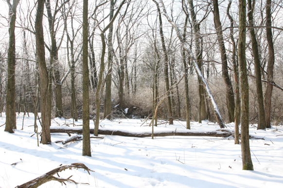 Full Size Image = 2576 K