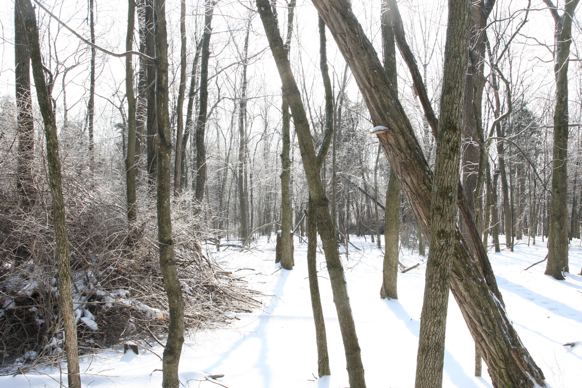 Full Size Image = 2530 K