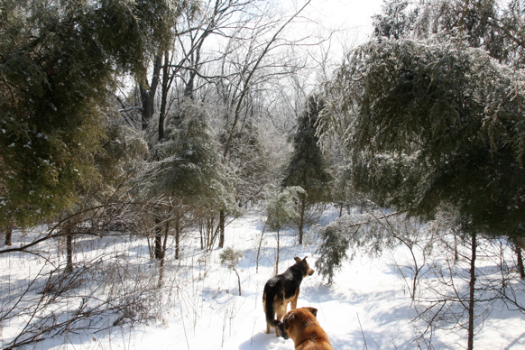 Full Size Image = 2846 K