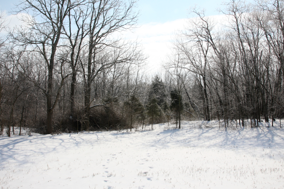 Full Size Image = 2497 K