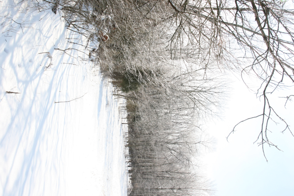 Full Size Image = 2158 K