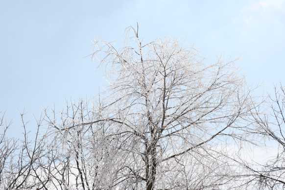 Full Size Image = 2193 K