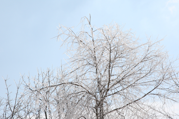 Full Size Image = 2135 K