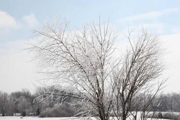 Full Size Image = 1937 K