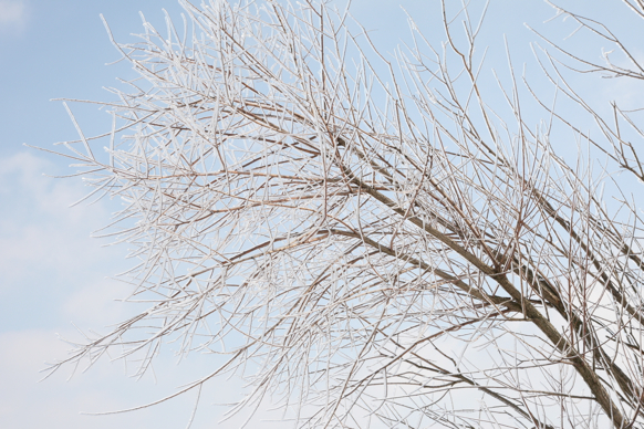 Full Size Image = 2157 K