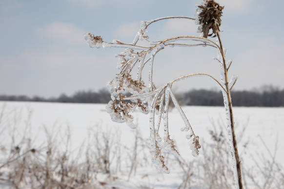 Full Size Image = 1124 K