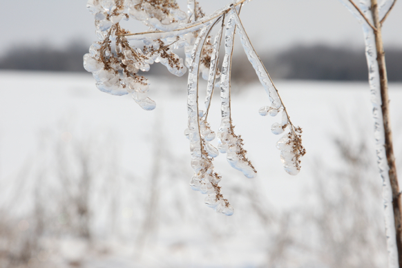 Full Size Image = 1097 K