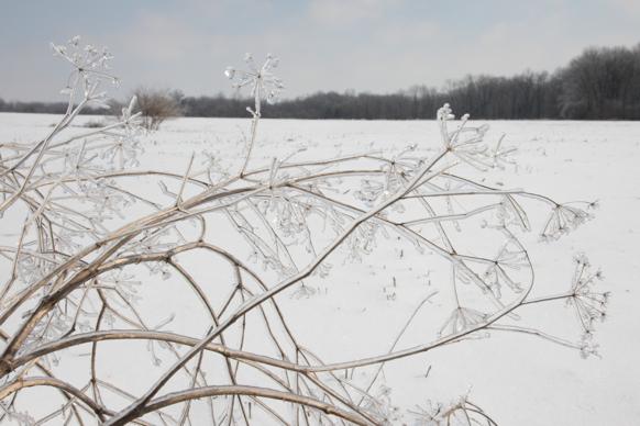 Full Size Image = 1388 K