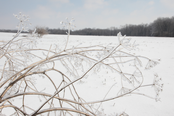 Full Size Image = 1343 K