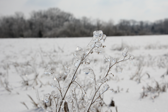 Full Size Image = 1092 K