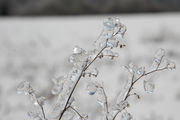 Full Size Image = 1081 K