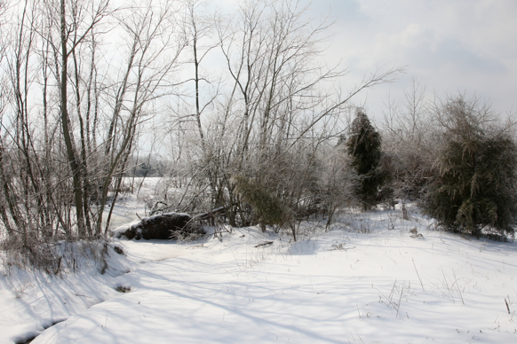 Full Size Image = 2301 K