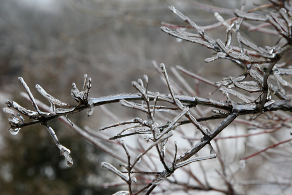 Full Size Image = 1384 K