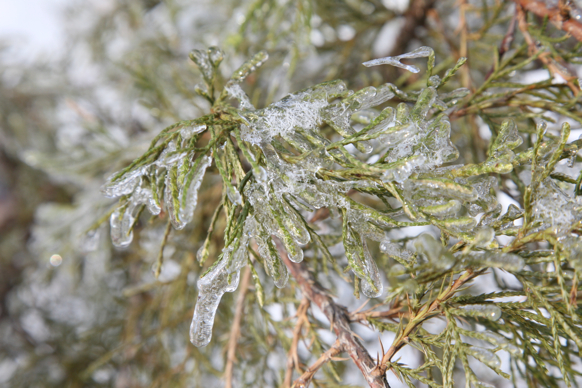 Full Size Image = 1673 K