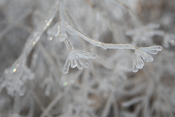 Full Size Image = 1095 K