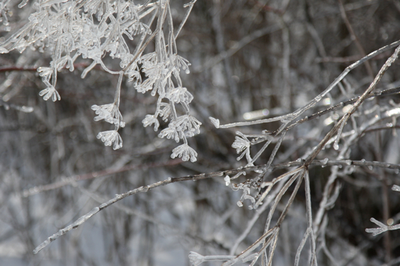 Full Size Image = 1459 K