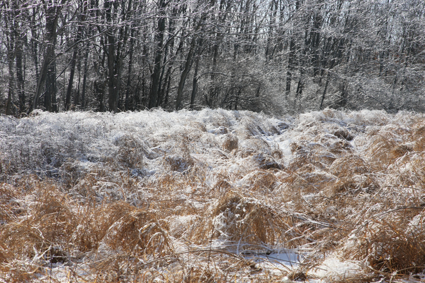 Full Size Image = 7446 K