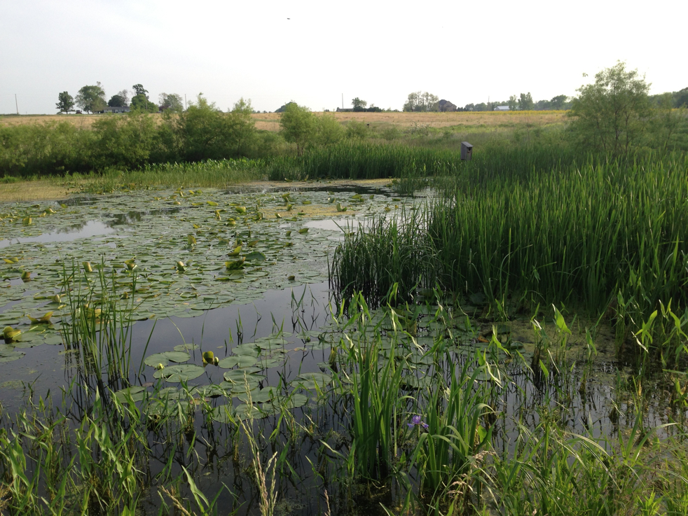 Full Size Image = 2987 K