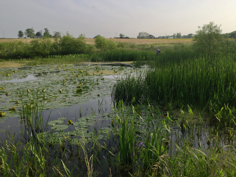 Full Size Image = 2862 K