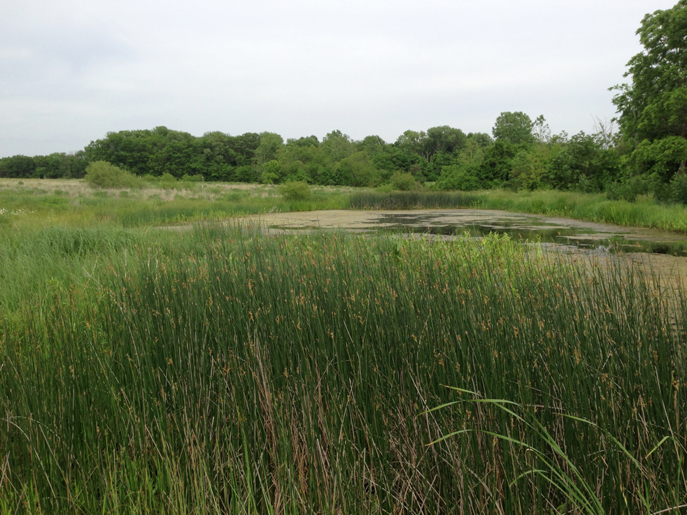 Full Size Image = 3138 K