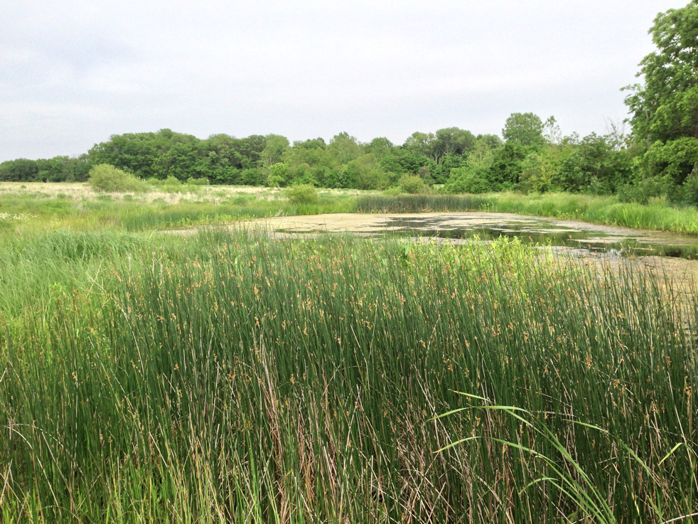 Full Size Image = 3647 K