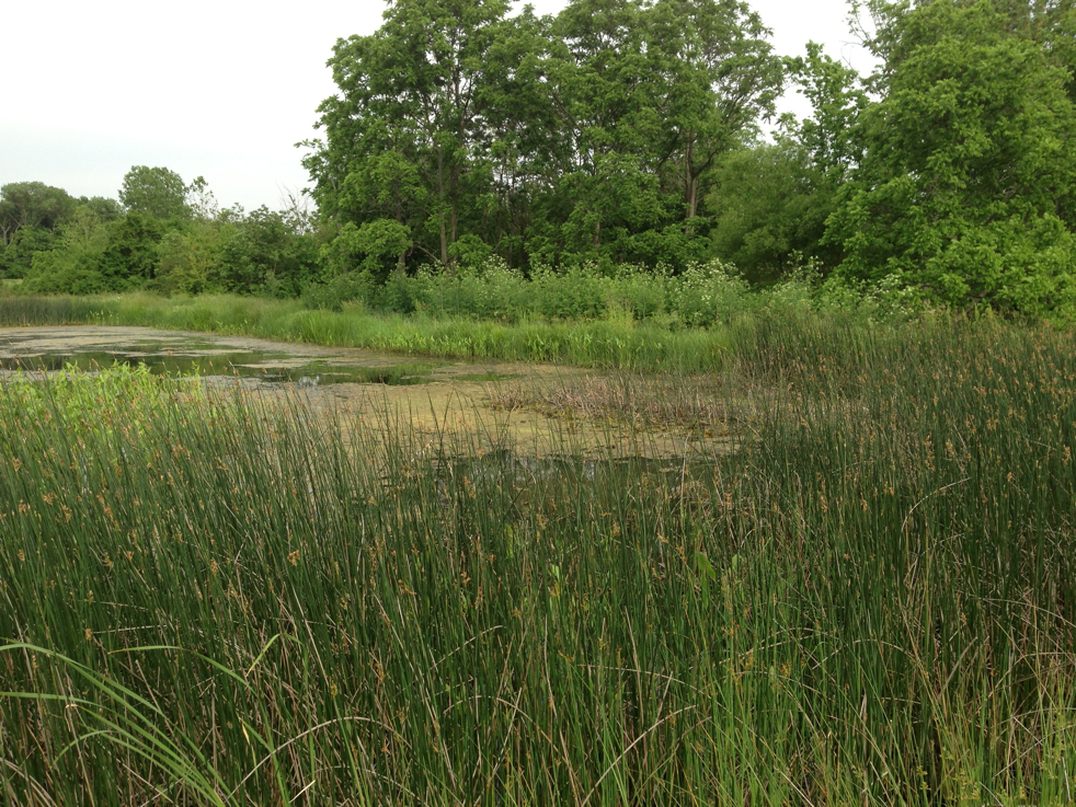 Full Size Image = 3878 K