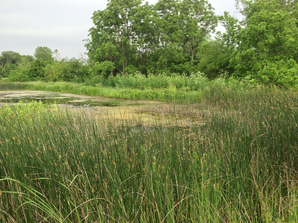 Full Size Image = 4297 K