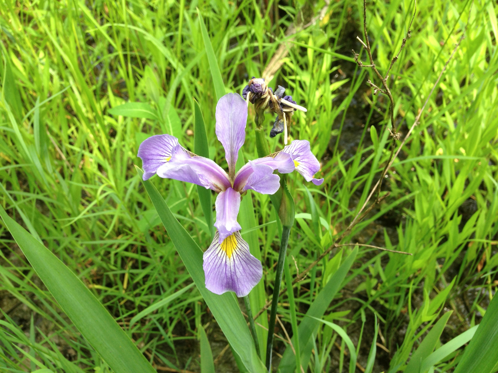 Full Size Image = 2541 K