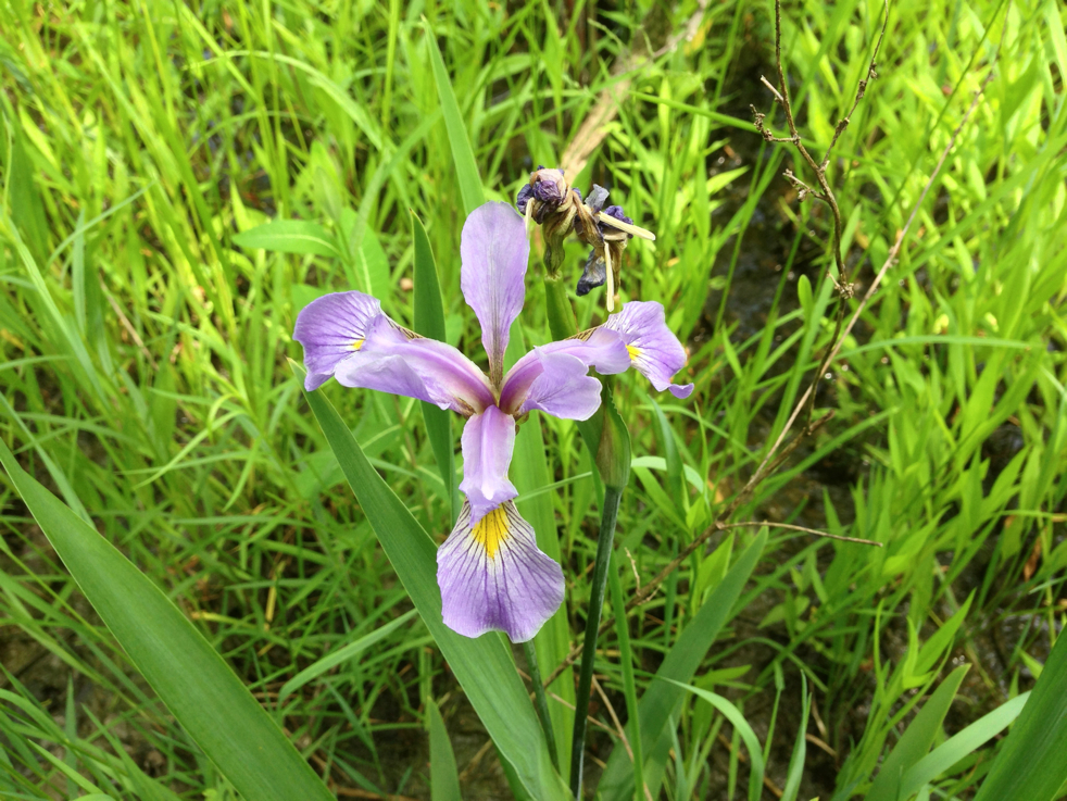 Full Size Image = 2377 K