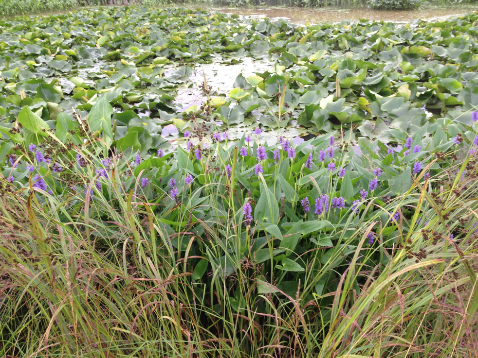 Full Size Image = 7830 K