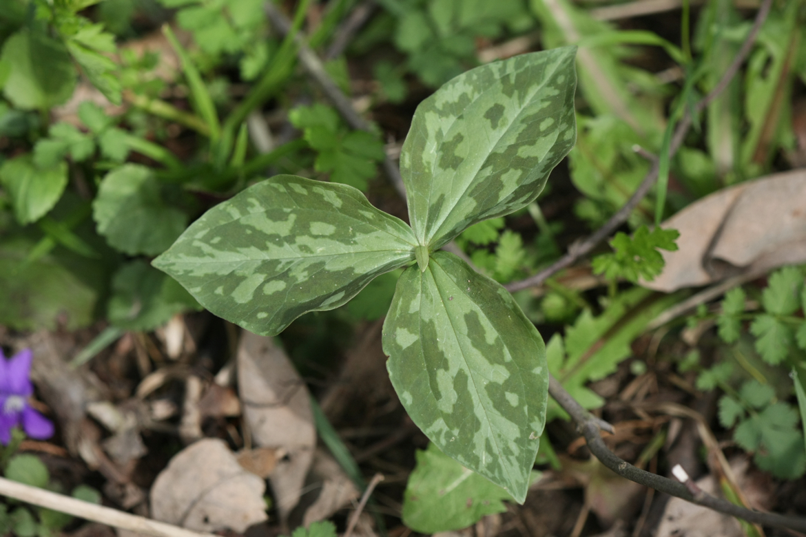 Full Size Image = 5426 K