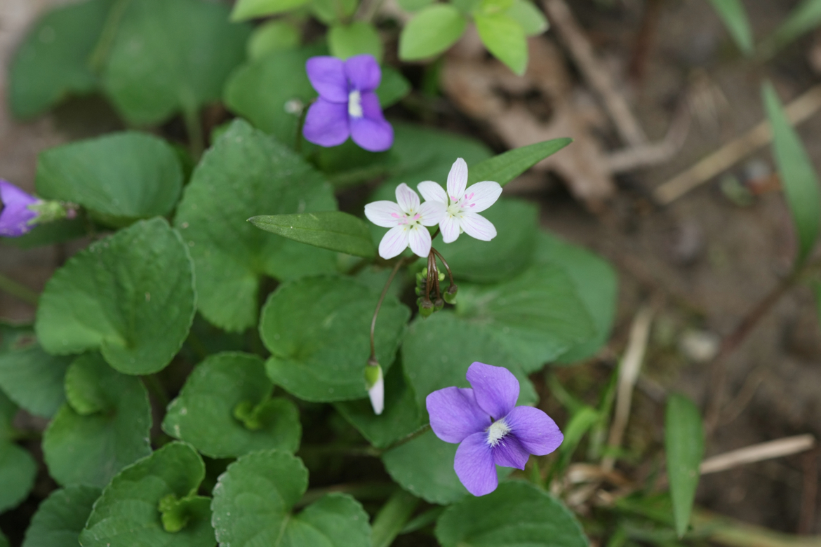 Full Size Image = 4902 K