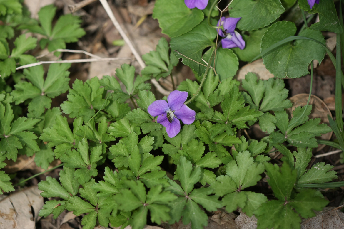 Full Size Image = 6111 K