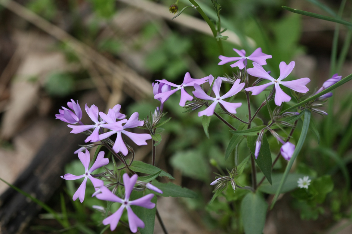 Full Size Image = 5168 K