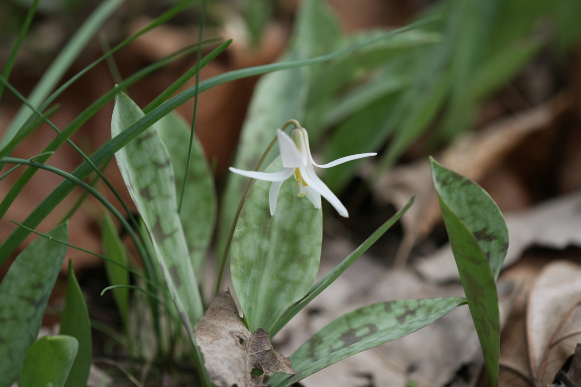 Full Size Image = 4924 K