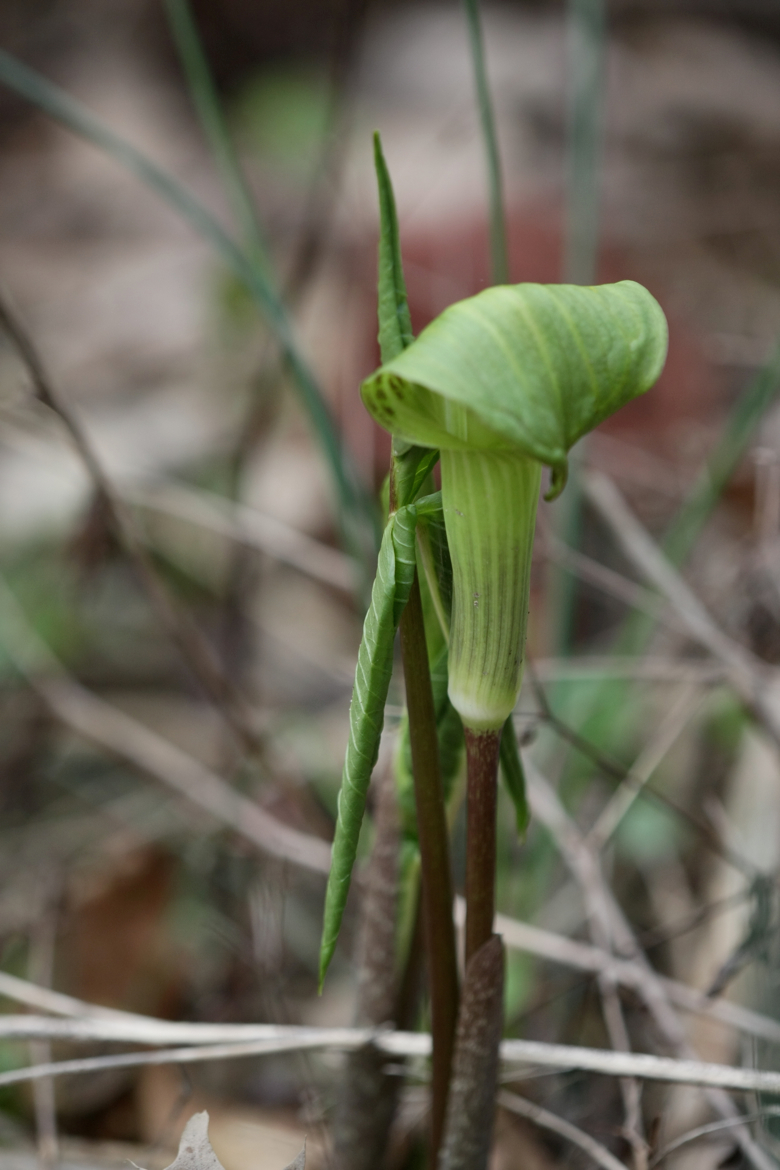 Full Size Image = 4044 K