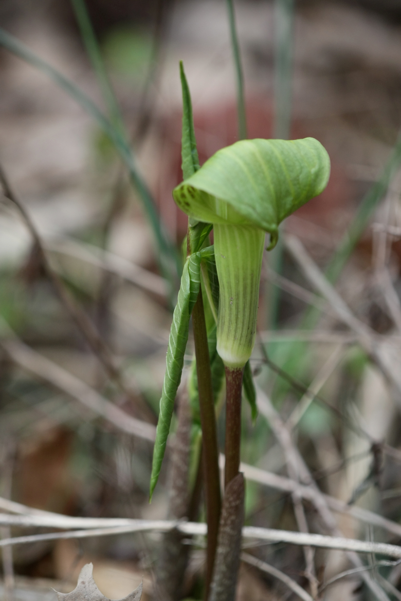 Full Size Image = 4060 K