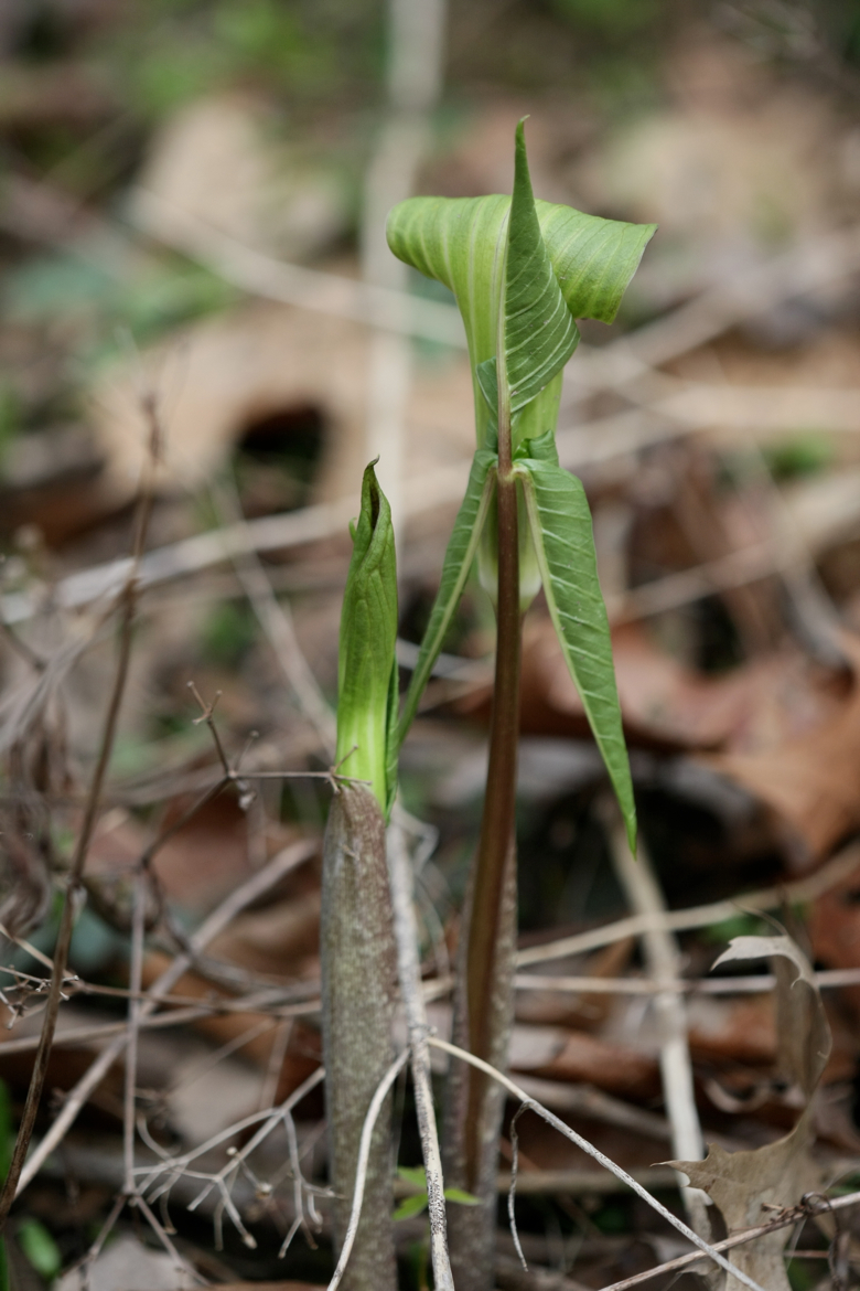 Full Size Image = 4350 K